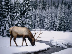 Elk Looking for Food in Snow